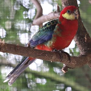 Western rosella (Platycercus icterotis)