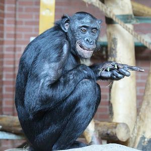 Bonobos at Twycross - Louisoko