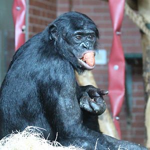 Bonobos at Twycross - Lucuma