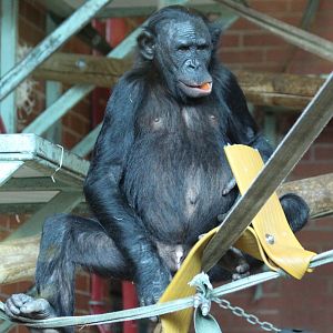 Bonobos at Twycross - Ndeko