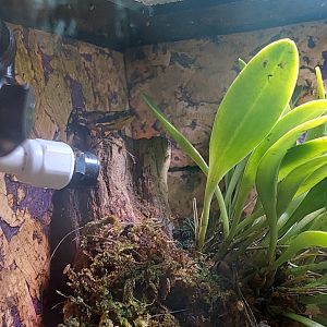 Atelopus hoogmoedi - Hoogmoed's Harlequin Toad