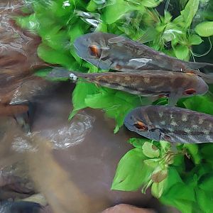 Parrot Cichlid (Hoplarchus psittacus)