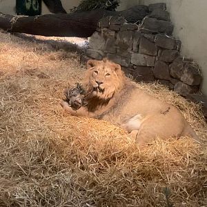 Lion cub eating deer head