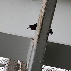 Purple-Throated Fruitcrow (Querula purpurata)
