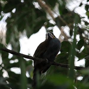 Plate-billed Mountain Toucan (Andigena laminirostris)