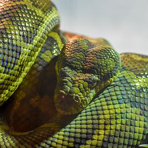 Coastal Carpet Python