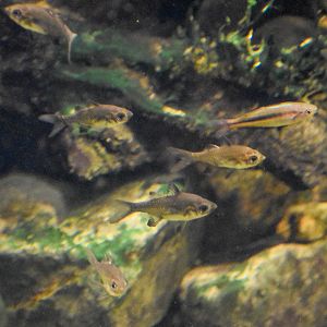 Olive Perchlets and Crimson-spotted Rainbowfish