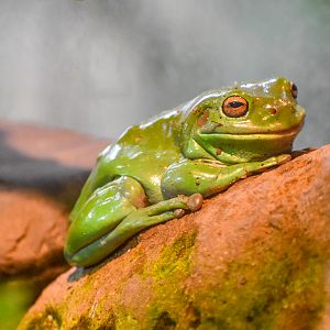 Green Tree Frog