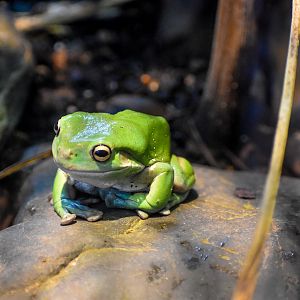 Green Tree Frog