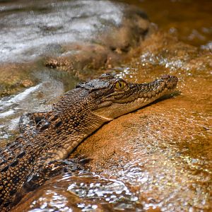 Saltwater Crocodile
