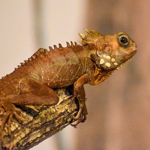 Wildlife Discovery Show - Boyd's Forest Dragon