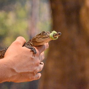 Wildlife Discovery Show - Freshwater Crocodile