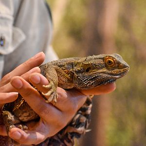 Wildlife Discovery Show - Central Bearded Dragon