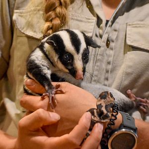 Wildlife Discovery Show - Striped Possum
