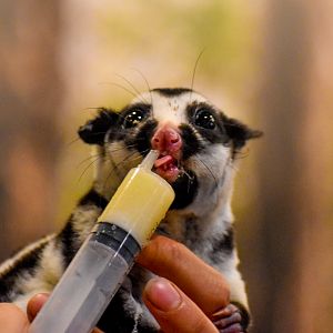 Wildlife Discovery Show - Striped Possum