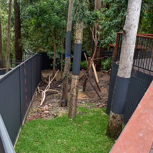 Future Lumholtz's Tree-kangaroo Enclosure