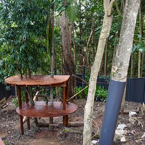 Future Lumholtz's Tree-kangaroo Enclosure