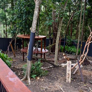 Future Lumholtz's Tree-kangaroo Enclosure