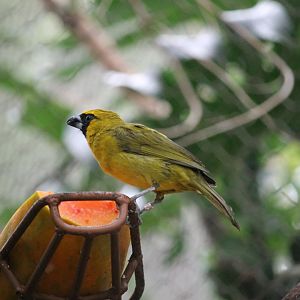 Yellow-green Grosbeak (Caryothraustes canadensis)