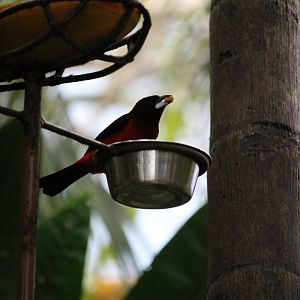 Crimson-backed Tanager (Ramphocelus dimidiatus)