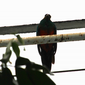 Golden-headed Quetzal (Pharomachrus auriceps)