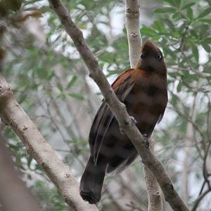 Andean Cock-of-the-rock female (Rupicola peruvianus)