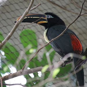 Chestnut-eared Aracari (Pteroglossus castanotis)