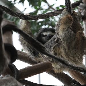 Brown-Throated Three-Toed Sloth (Bradypus variegatus)