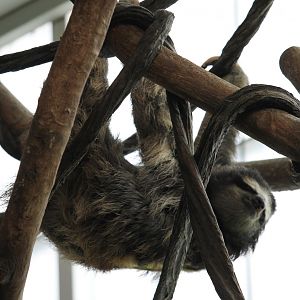 Brown-Throated Three-Toed Sloth