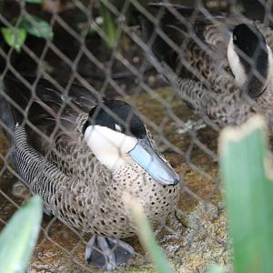 Puna Teal (Spatula puna)