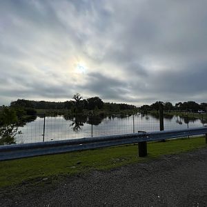 Alligator Breeding Marsh