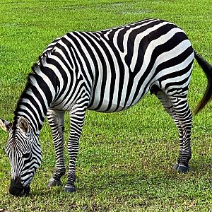 Grant's Zebra