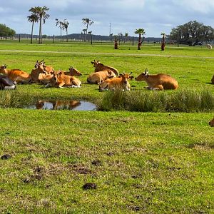 Javan Banteng Herd