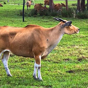 Javan Banteng Cow