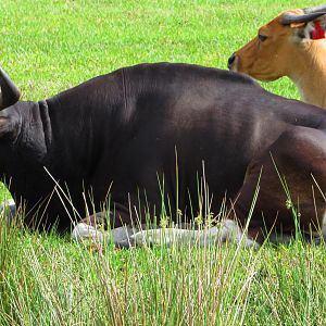 Javan Banteng Herd Bull