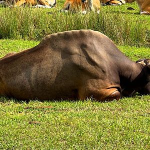 Javan Banteng Younger Bull