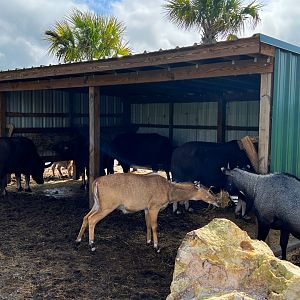 Nilgai & Domestic Asian Water Buffalo