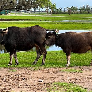 Domestic Asian Water Buffalo