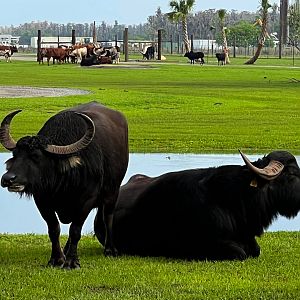 Domestic Asian Water Buffalo