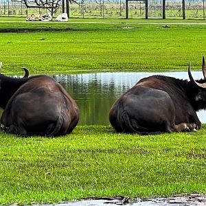 Domestic Asian Water Buffalo