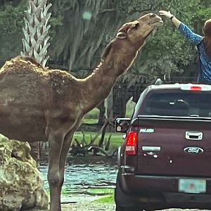 Dromedary Camel (What NOT To Do!!!)