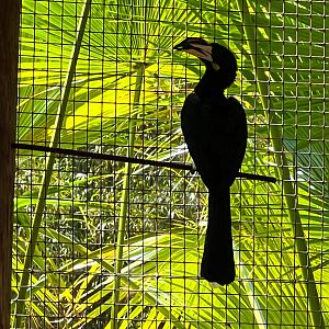 African Pied Hornbill