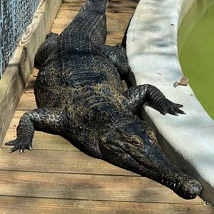 African Slender Snouted Crocodile