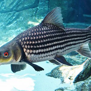 Jullien's Golden Carp (Probarbus jullieni)