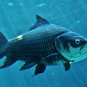 Siamese Giant Carp (Catlocarpio siamensis)