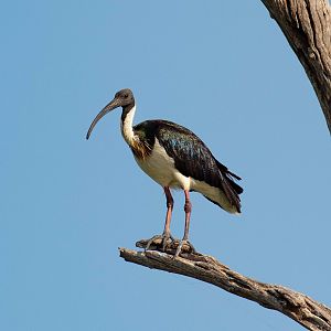Straw-necked Ibis