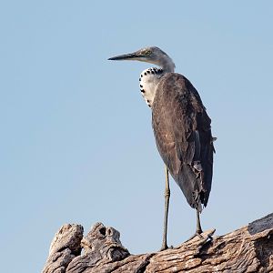 White-necked Heron