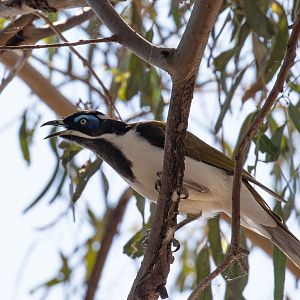Blue-faced Honeyeater