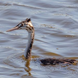 Juvenile Great Crested Grebe
