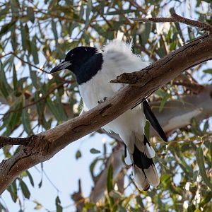 Pied Butcherbird